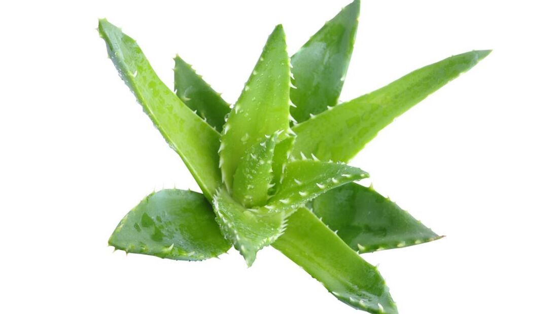 kremalı aloe Proctonic